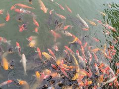 -大连铭湖国际观光牧场