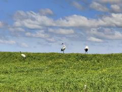 -盐城丹顶鹤湿地生态旅游区