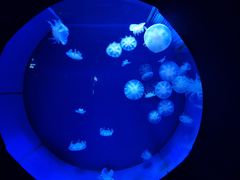 -青岛海底世界-水族馆