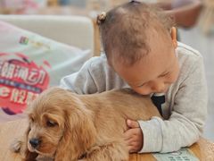 -柴犬小屋·柴餐厅·狗咖食堂(金鼎广场店)