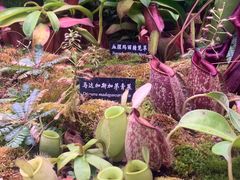 -中国科学院西双版纳热带植物园