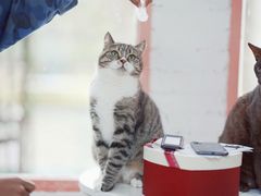 -喵屿·大理花园猫咖