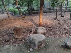 -清迈夜间动物园