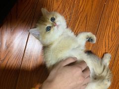 -老吴的猫·猫舍(新区店)