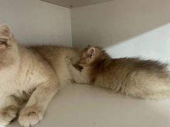 -十月米努特矮脚猫舍