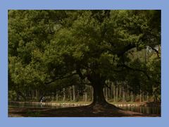 -上海共青森林公园