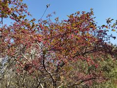 -海棠花溪(元大都城垣遗址公园)