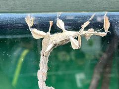 -上海大自然野生昆虫馆(东方明珠·爬宠昆虫探索中心)