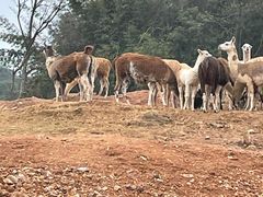 -杭州野生动物世界