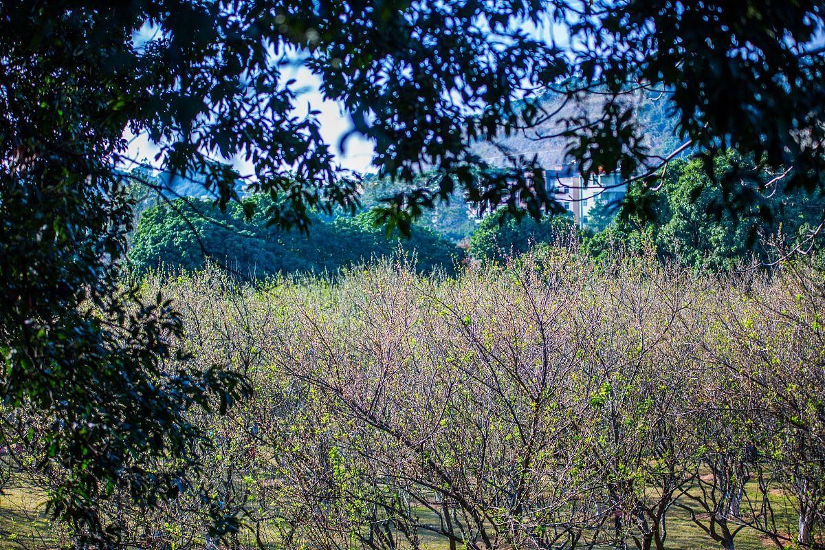 上海青浦香雪公园一处隐藏在郊区的美景