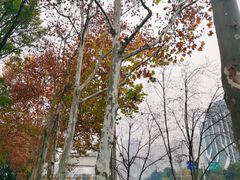 -重庆彩云湖湿地公园