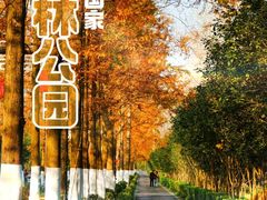 -合肥滨湖国家森林公园
