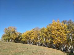 -乌兰布统景区-白桦林