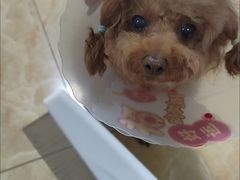 -美联众合动物医院·24h京西诊疗中心