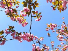 -上海共青森林公园