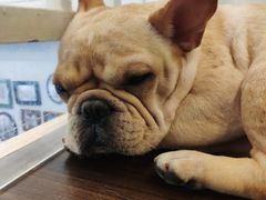 -柯斗斗主题餐厅·狗咖·围炉煮茶·茶饮(国瑞升平里店)