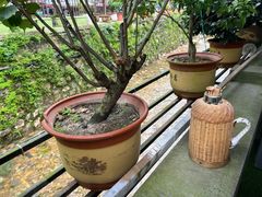 -香芙茗茶楼(梅家坞总店)