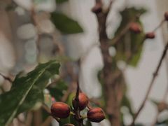 -Infica Coffee