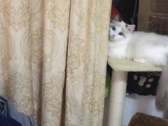 -Bastet sally猫舍购宠(静安店)