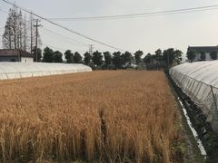 -小鱼草莓采摘园农家乐·小鱼餐厅