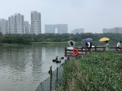 -五缘湾湿地公园