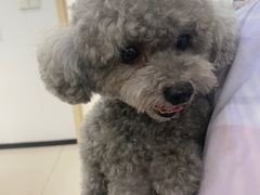 -艾贝尔宠物医院 ·中兽医·宠保定点(北门桥店)