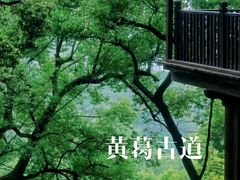 -黄葛古道