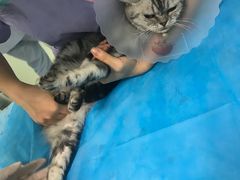 -纳吉亚猫专科动物诊疗中心(蒋宅口分院)