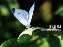 -成飞公园