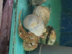 -锋味海鲜菜馆