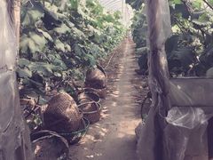 -马陆小张葡萄园农家乐