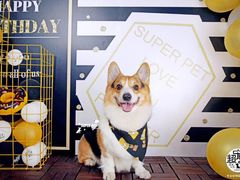 -超宠爱宠物摄影-Super pet