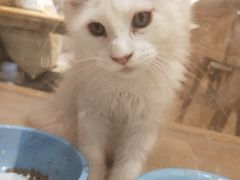 -藏猫猫咖啡主题馆(中央大道店)