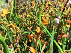 -一只酸奶牛(宝塔区万达店)