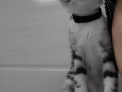 -lincat·猫舍(广州店)