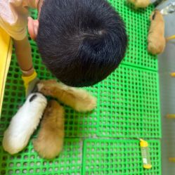 -神奇动物撸宠馆·羊驼·小浣熊·异宠(豫园店)