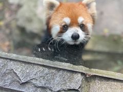 -杭州动物园