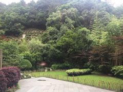 -十八棵（老龙井）御茶园(老龙井店)