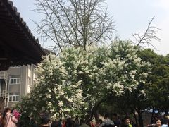 -西安青龙寺遗址景区