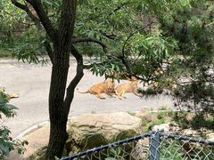 -大连森林动物园