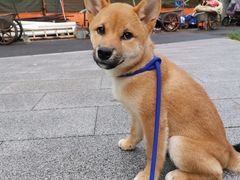 -佳雯宠物医院(金华南路分院)