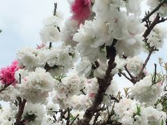 -南汇桃花村
