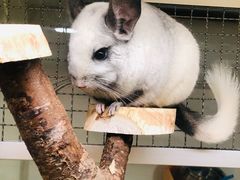 -藦茜花园宠物主题亲子互动体验馆(国顺东路店)