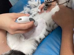 -瑞派·关忠动物医院·猫专科·犬专科(三环新城店)