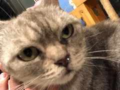 -more than meow吴止猫主题餐厅(承德 中船汇店)