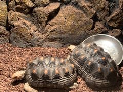 -绿色星球动物主题公园