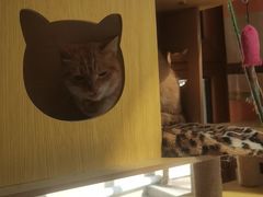 -瑞派天宁宠物医院·猫科·异宠中心