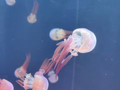 -海合安天津极地海洋公园
