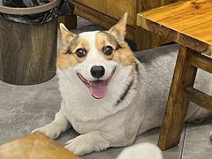 -老表牌·蛙蛙鸡冷锅鱼(成都东站店)