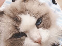 -滚猫咖啡·猫咖·猫友好撸猫(未来城店)